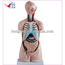 85CM Human Torso Model 20parts, modèle de torse sans femme